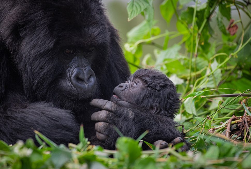 A mountain gorilla holding her baby