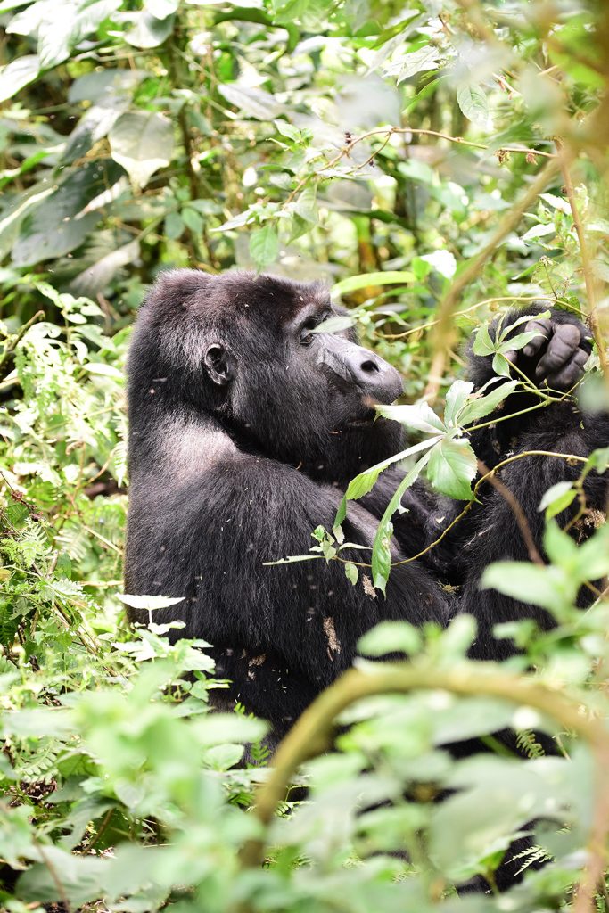 A mountain gorilla in Bwindi Forest