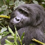 A mountain gorilla in Bwindi Impenetrable National Park