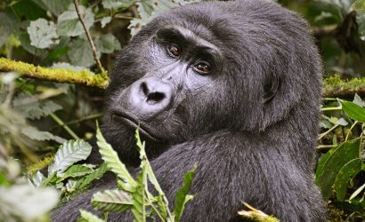 A mountain gorilla in Bwindi Impenetrable National Park