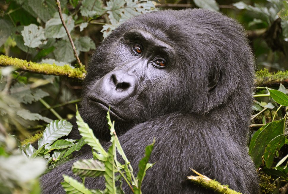 A mountain gorilla in Bwindi Impenetrable National Park
