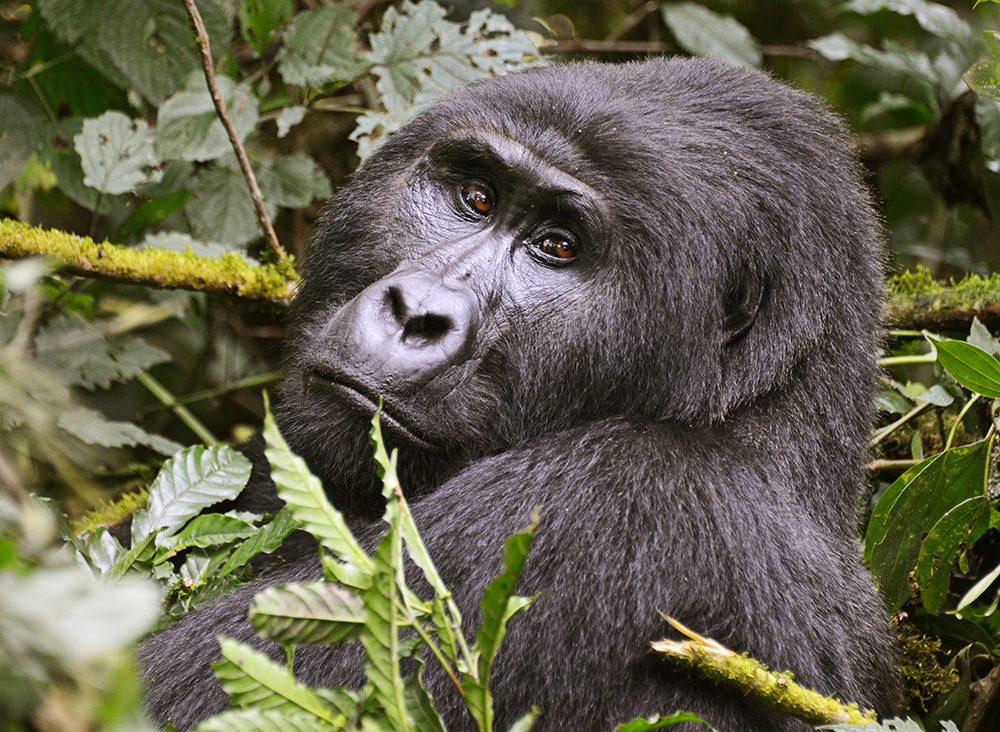 A mountain gorilla in Bwindi Impenetrable National Park