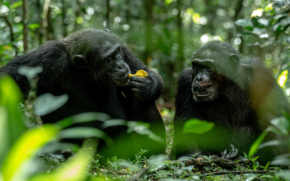 A pair of chimpanzees enjoying a fruit breakfast