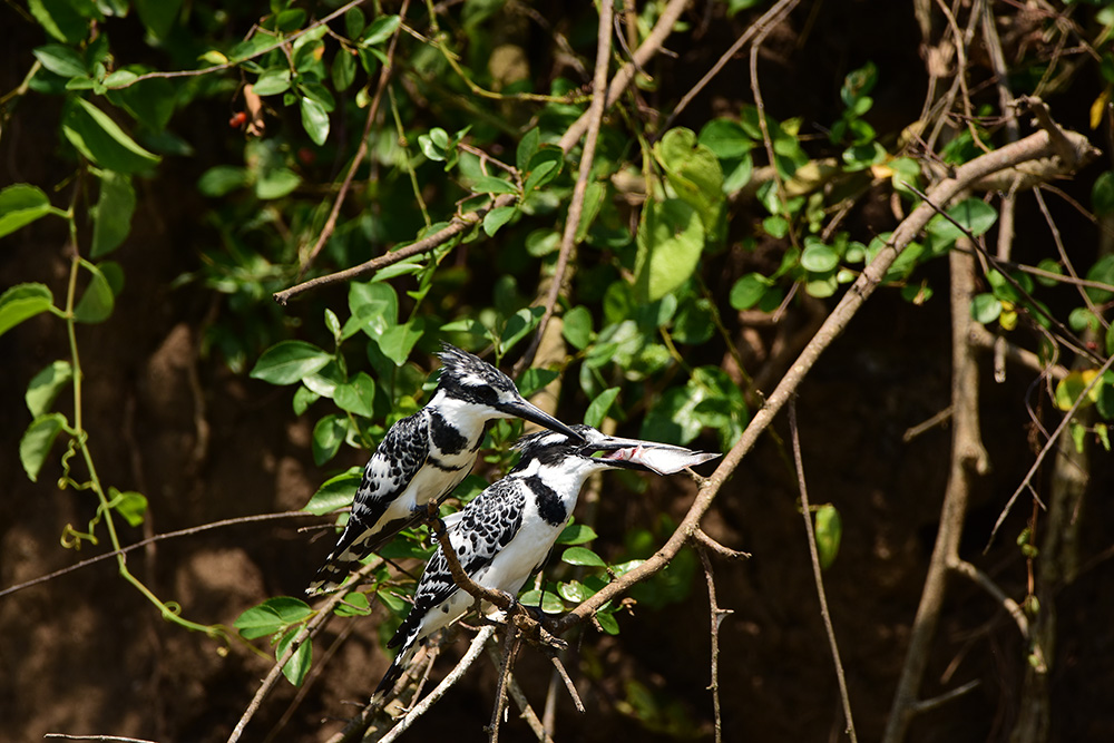 A pair of pied kingfishers hunting in lake mburo national park