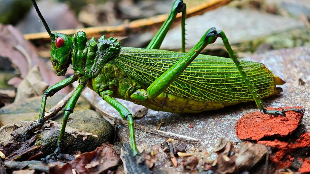 A photo of a green milkweed locust taken by a tourist exploring the Rwenzoris