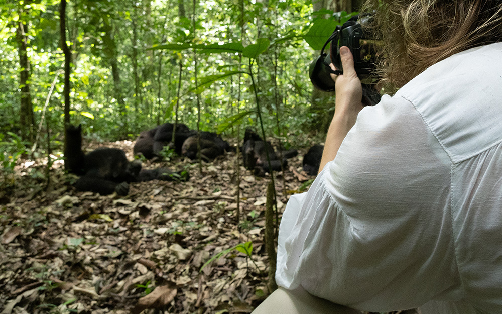 A tourist photographing chimpanzees