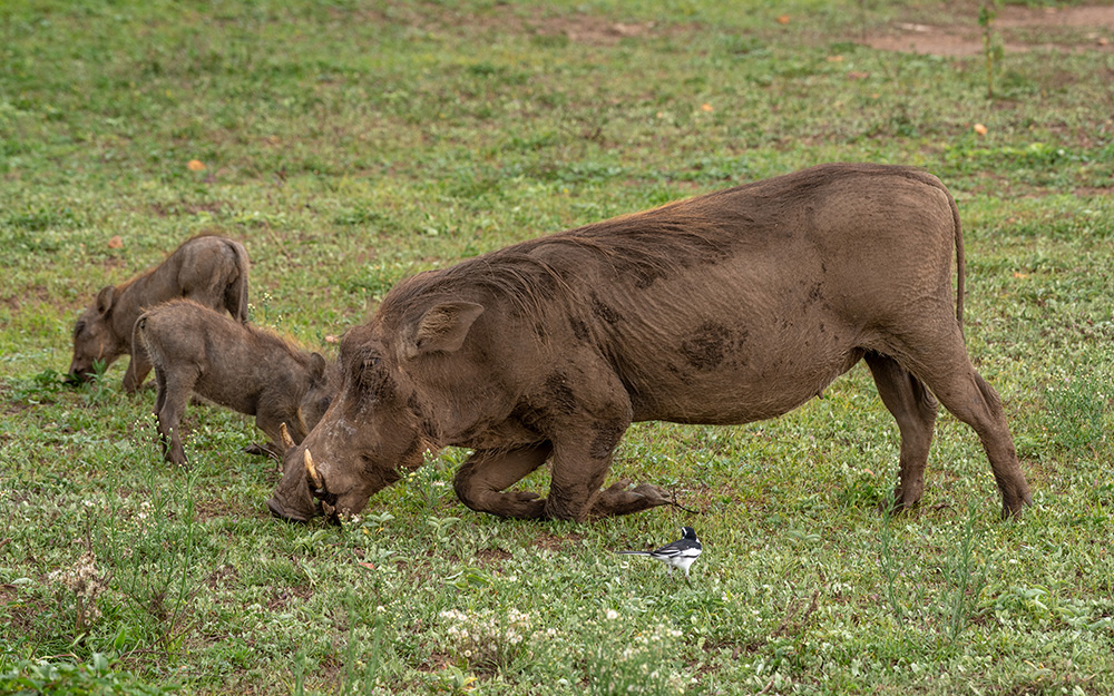 A warthog family grazing