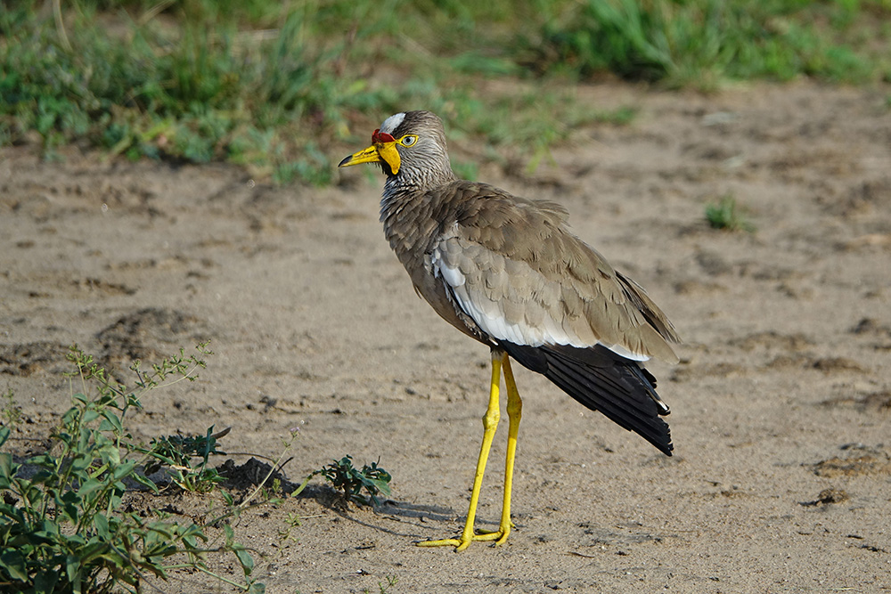A wattled lapwing in Semuliki