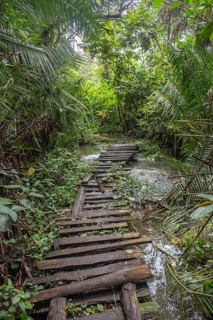 A wooden pathway in Bigodi Wetland_Kibale Forest National Park