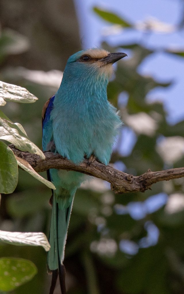 An abyssinian roller in Gishwati Mukura