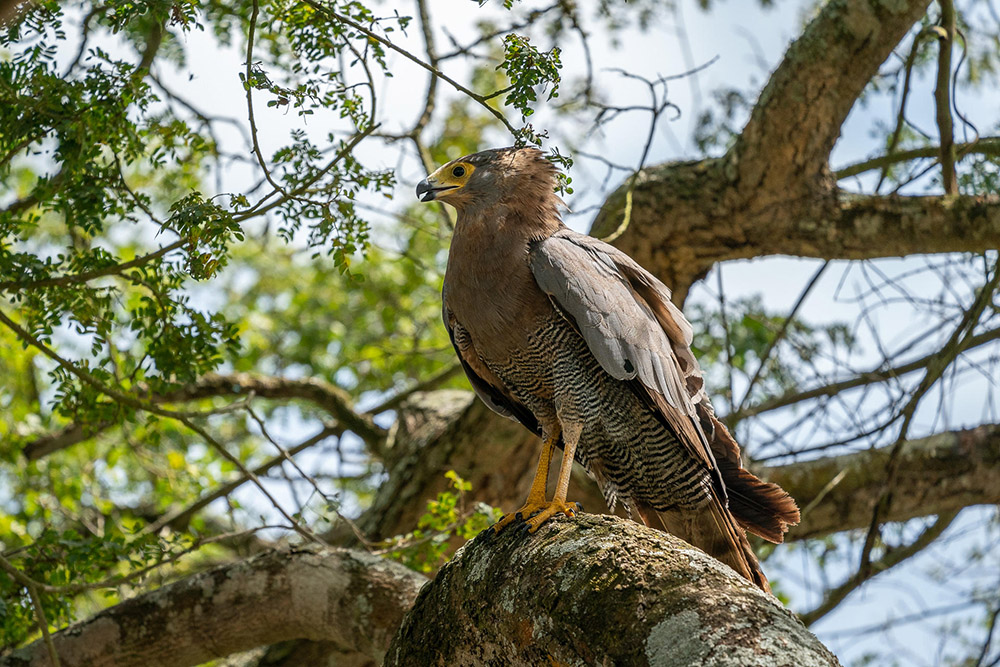 An African Harrier hawk in Nyungwe