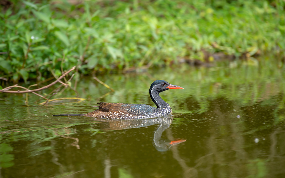 An African finfoot swimming on lake Mburo