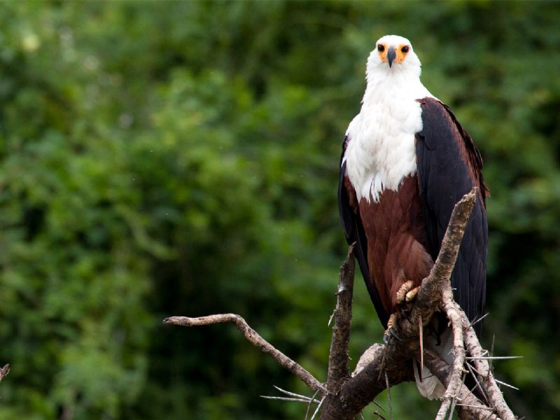 An African fish eagle in QENP