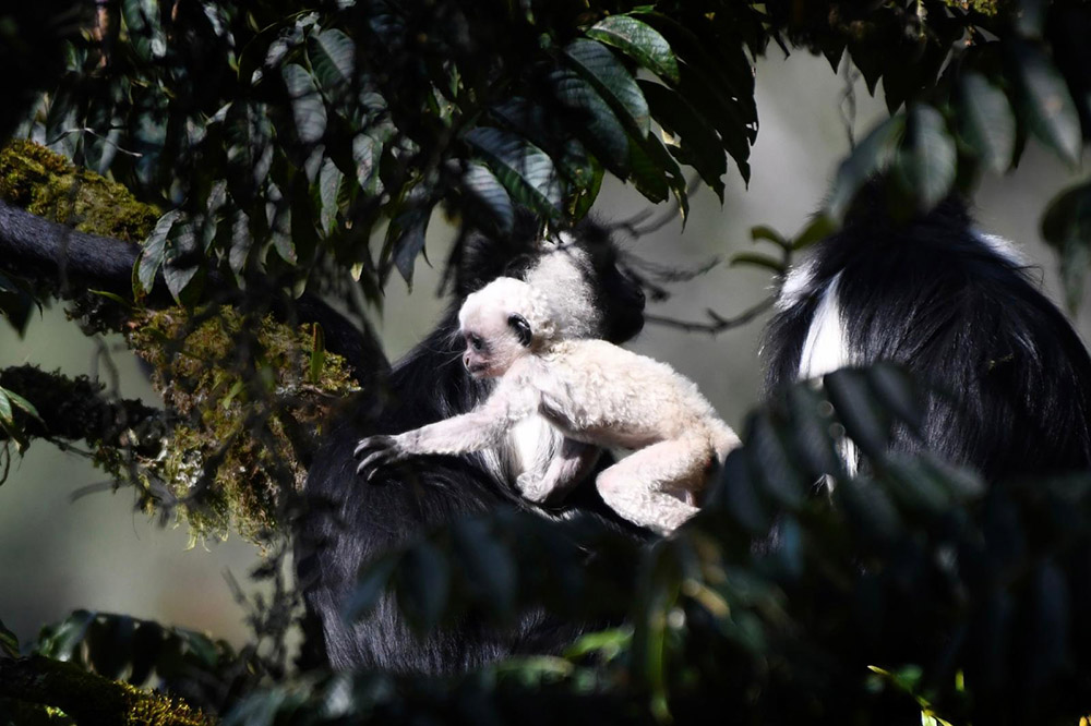 An albino l'hoest monkey in Nyungwe National Park