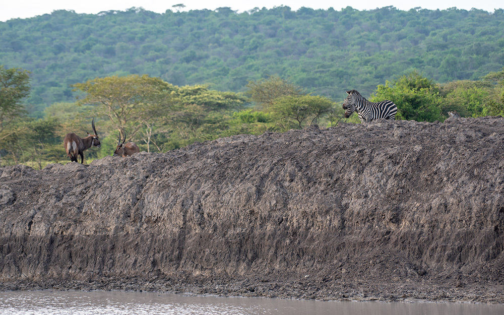 Animals gathered at a waterhole in lake mburo national park