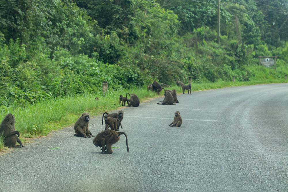 Baboons chilling along the road in Kibale Forest National Park