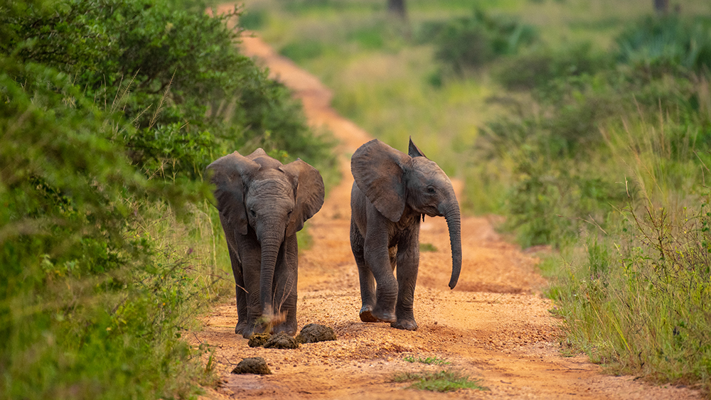 Baby elephants in Murchison Falls National Park