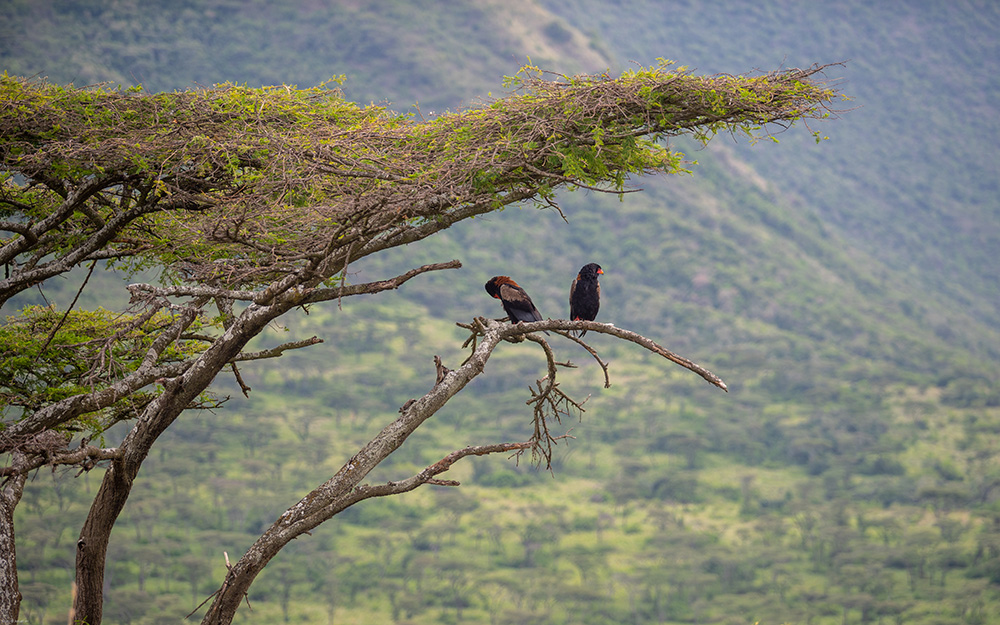 Birds in Elgon