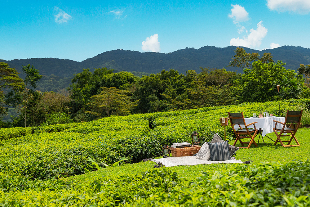 Breakfast in a tea plantation with the view of Volcanoes National Park