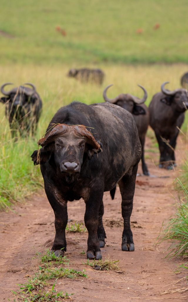 Buffaloes in Kidepo