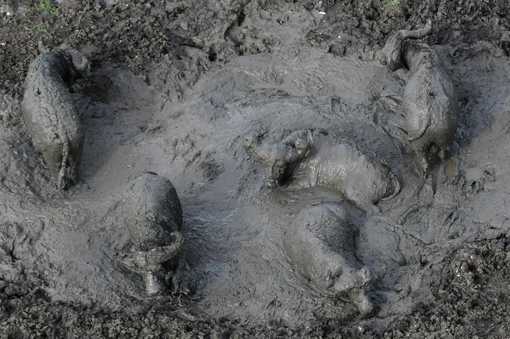 Buffaloes refreshing in a muddy waterhole