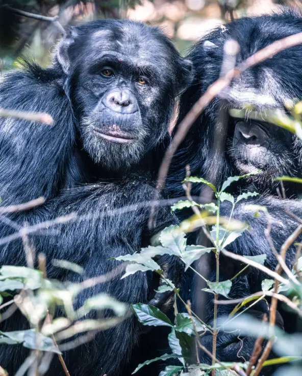 Chimpanzees in Rubondo Island National Park Tanzania