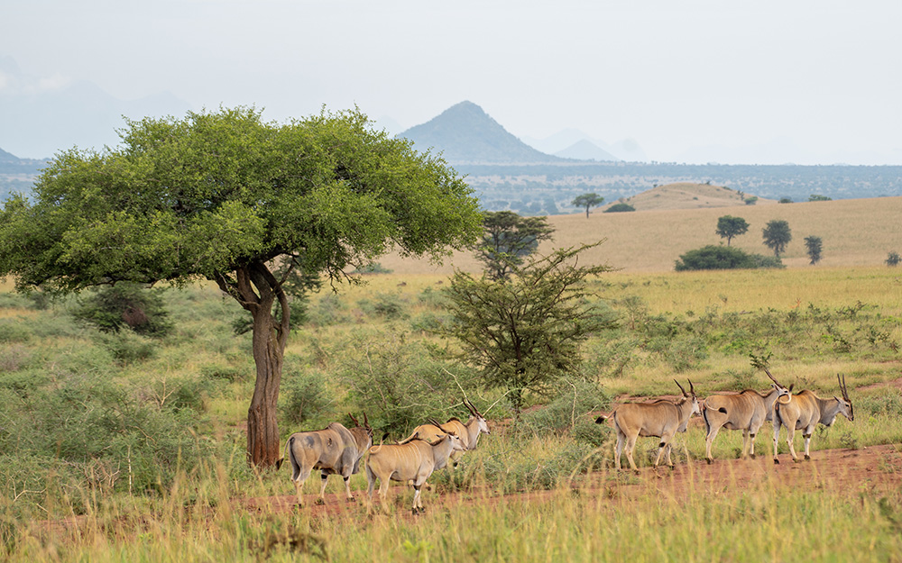 Common elands in Kidepo Valley National Park