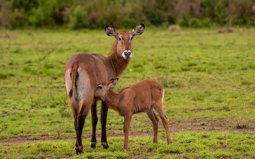 Defasa waterbucks in Queen Elizabeth National Park