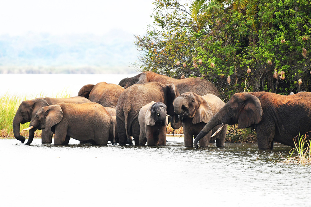 Elephants in Akagera National Park