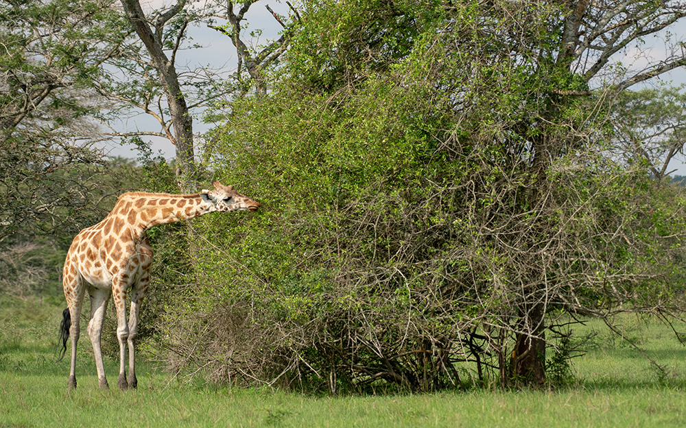 Giraffes grazing in Lake Mburo National Park