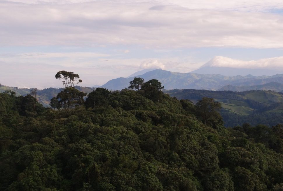 Gishwati Mukura National Park