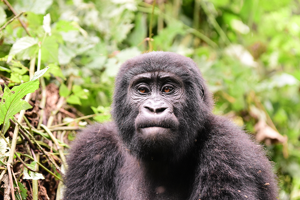 Gorilla trekking in Rwanda_Territory Explorers