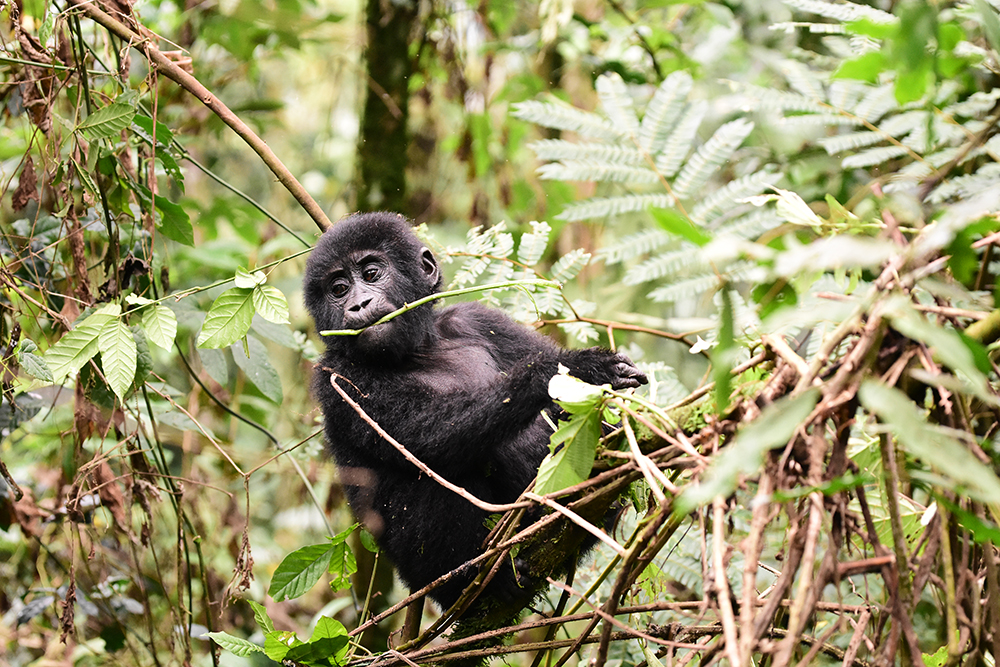 Gorilla trekking in Rwanda_mountain gorilla baby