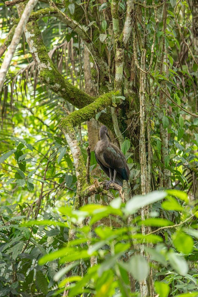 Hadada Ibis in Kibale Forest National Park