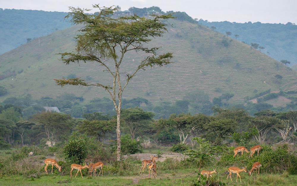 Impalas and the lake mburo national parks landscape