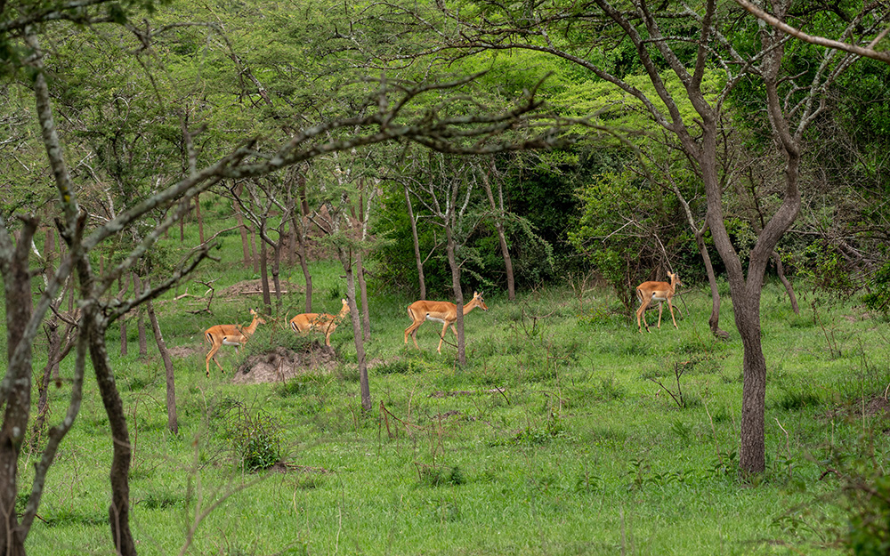 Impalas in lake Mburo np