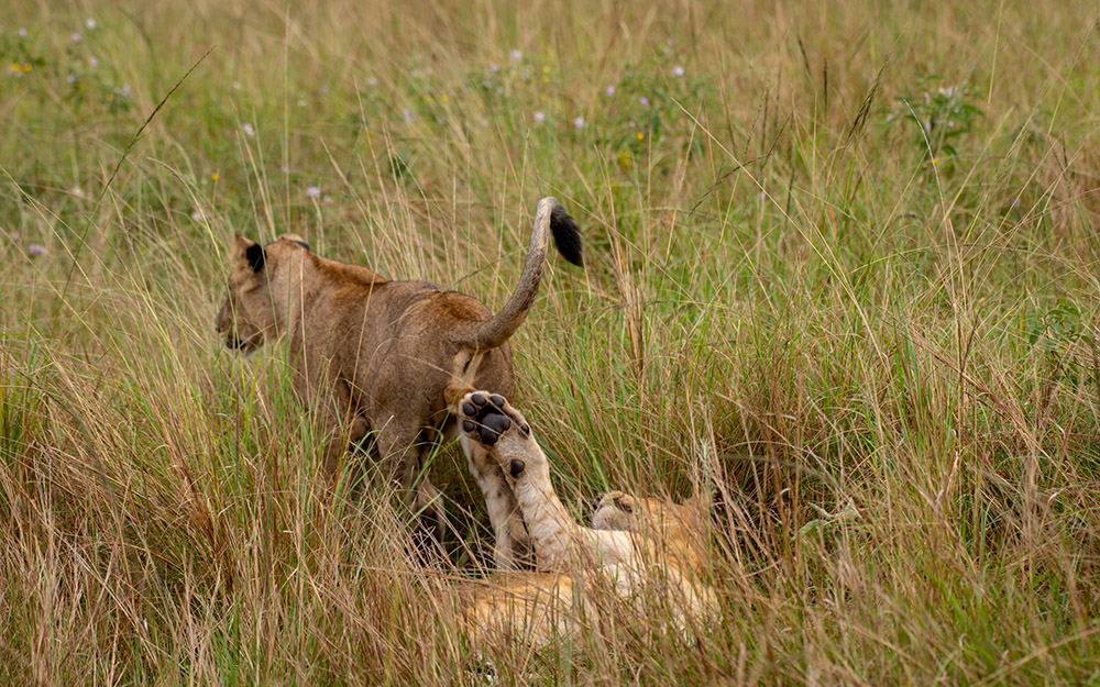 Lion cubs playing in QENP