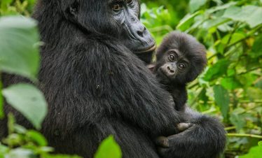 Mountain gorilla holding a baby_Gorilla trekking in Rwanda_Territory Explorers (1)
