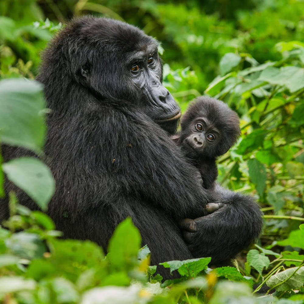 Mountain gorilla holding a baby_Gorilla trekking in Rwanda_Territory Explorers (1)