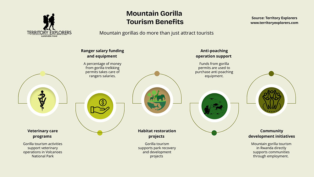 Mountain gorilla tourism benefits_Territory Explorers