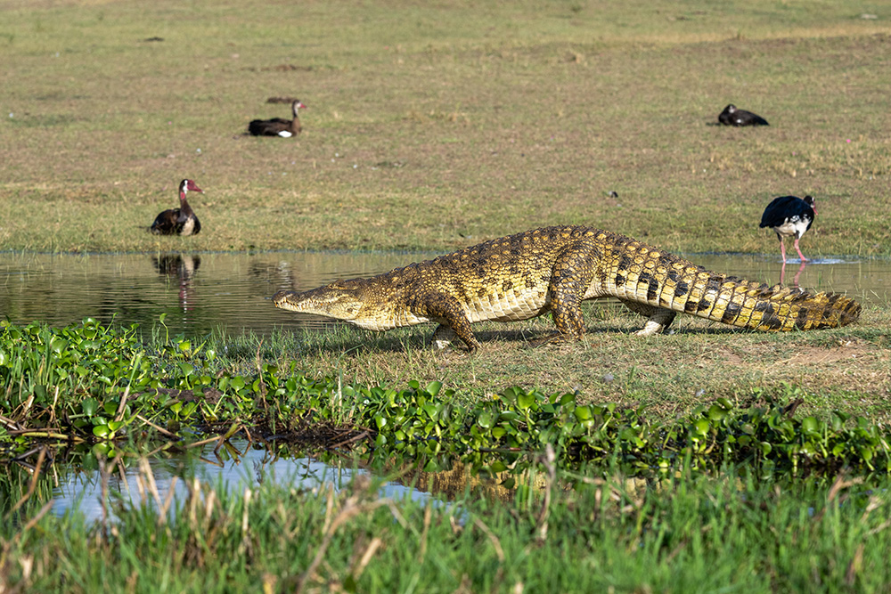 Nile Crocodile
