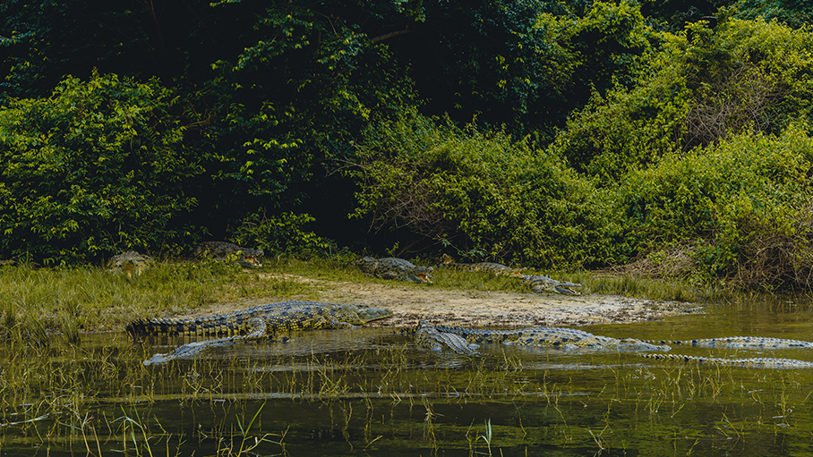 Nile crocodiles