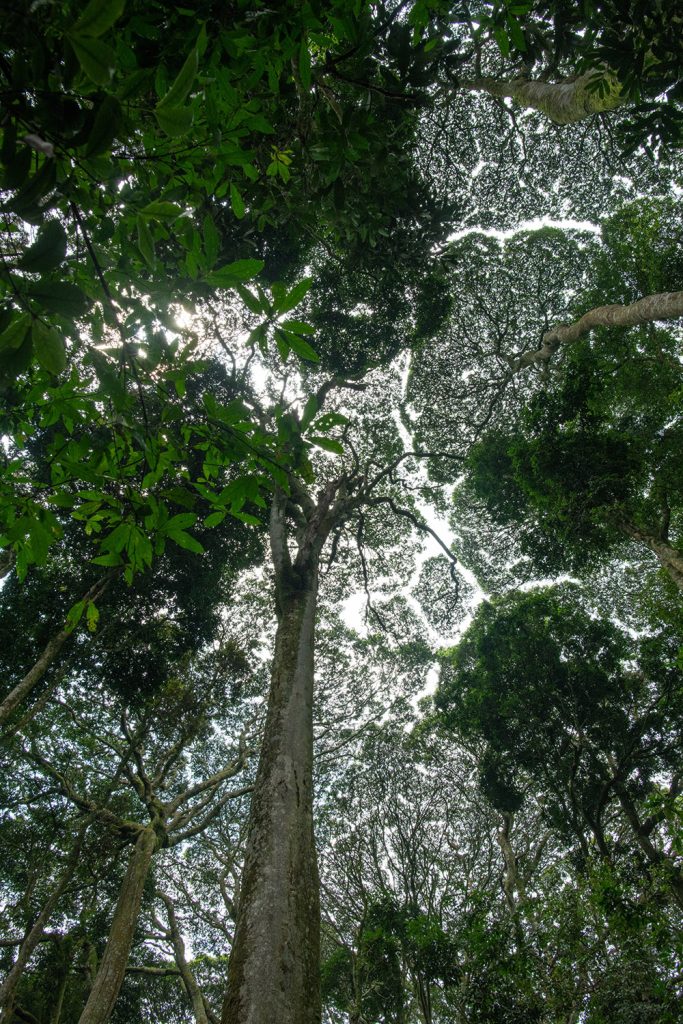 Gishwati Mukura forest canopy