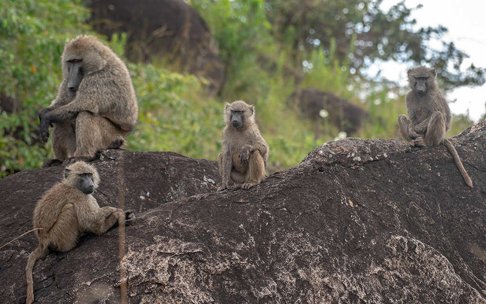 Olive baboons in Kidepo