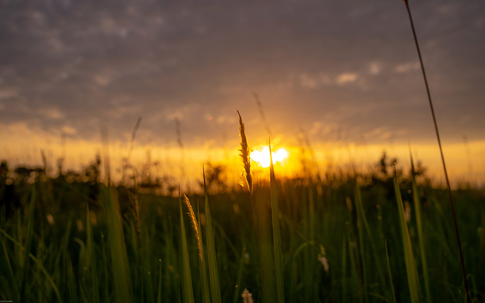 Queen Elizabeth sunset