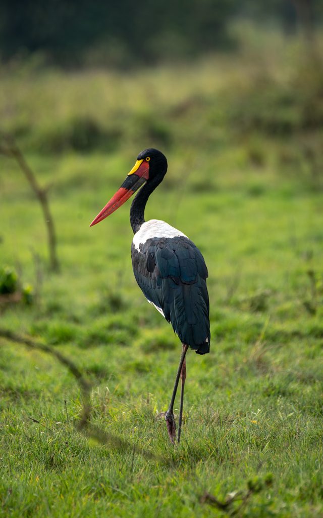 Saddle-billed stork in lake mburo np