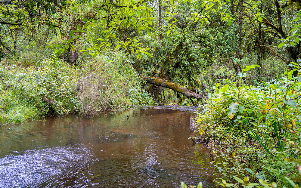 Sasa River - Mount Elgon National Park