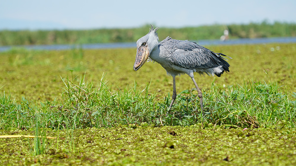 Shoebill