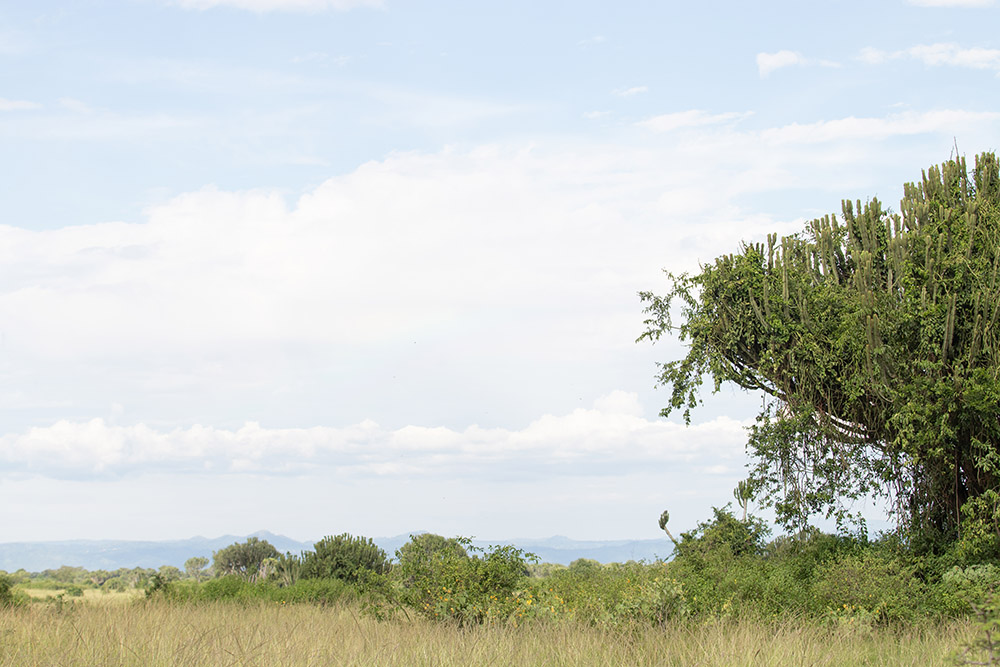 The Queen Elizabeth National Park landscape