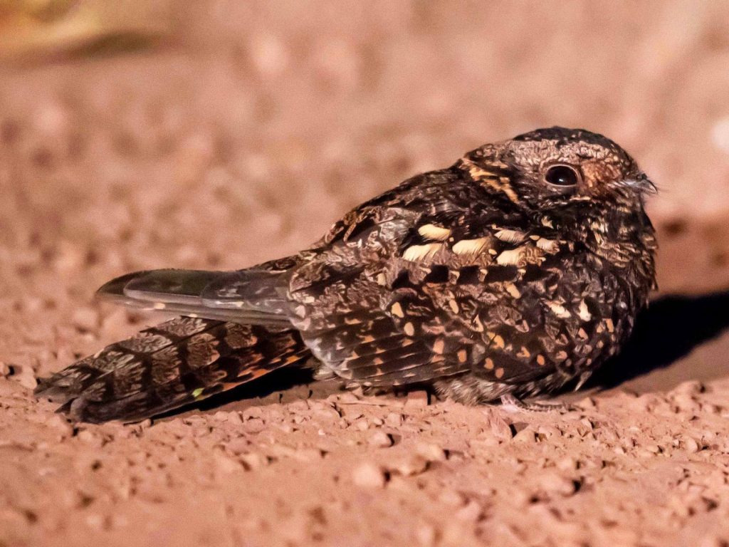 The Rwenzori Nightjar